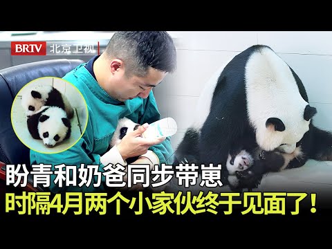熊猫盼青和奶爸同步带崽，时隔4个月两只小熊猫终于见面，以后可以和妈妈一起生活啦！ 【熊猫奇遇记】#国宝大熊猫#cute