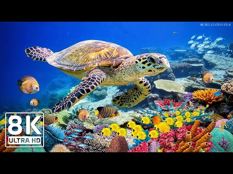 The Best 8K Aquarium - Dive Into The Mesmerizing Underwater Realm, Sea Jellyfish, Coral Reefs.