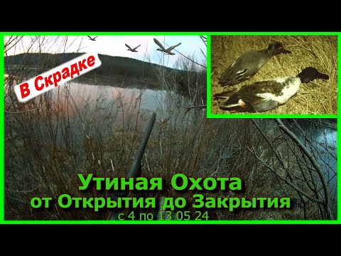 Утиная Охота. от Открытия до Закрытия с 4 до 13 05 24