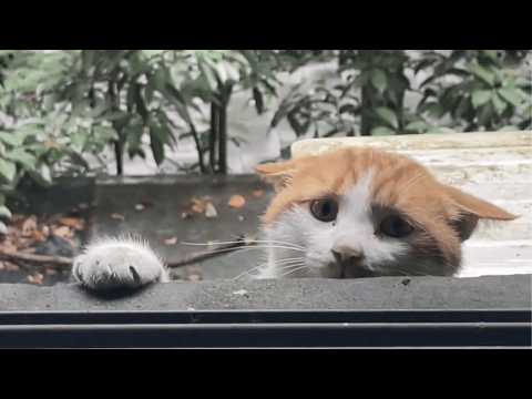 Timid Stray Cat Keeps Appearing at My Window, Comes on Time Daily for Food but Never Allows Me Close