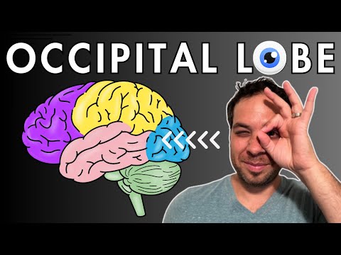 The Occipital Lobe, Visual Cortex - Location and Function