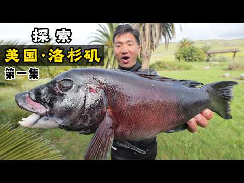 探索美国第一集·洛杉矶:潜水被困巨藻林/大龙虾无处不在/鲍鱼比脸还大/解锁加州羊头鱼!#加州 #抓龙虾 #赶海 #catalina island #加州羊头鱼 #加州龙虾