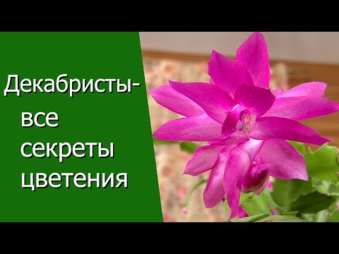 Декабристы - все секреты цветения