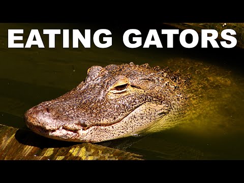 The case for eating alligators (or not)