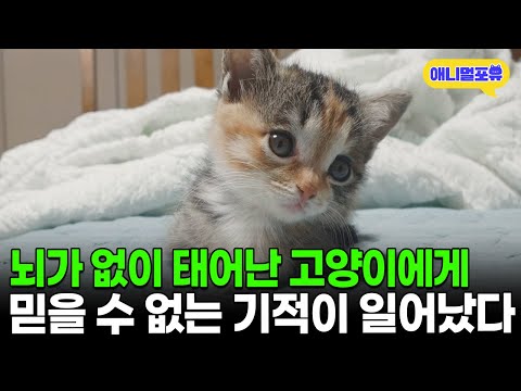 “뇌의 90%가 없습니다..” 몸 조차 가누지 못하던 고양이, 사랑만 주며 키웠더니..I KBS 동물극장 단짝 231202 방송