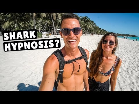 SHIPWRECKS & SHARKS! Diving in the Dominican Republic GRAND FINALE!