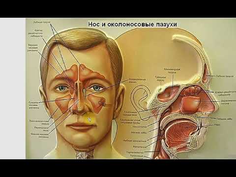 Вокальная маска. Резонаторное пение