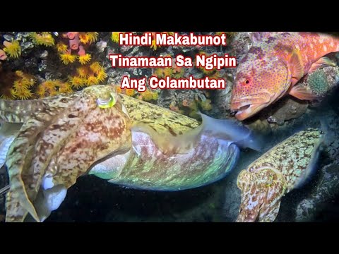 Episode 645 dive 2 Hindi Makabunot Tinamaan Sa ngipin night spearfishing Philippines 