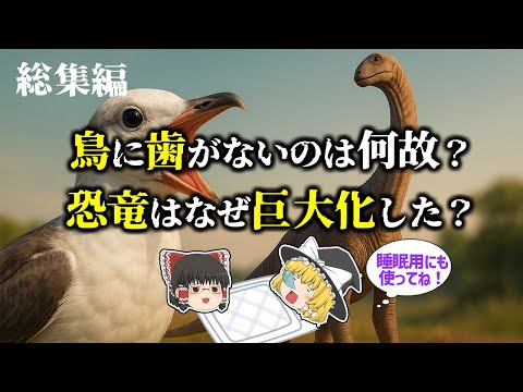 【睡眠用・ゆっくり解説】進化の謎に迫る！鳥・恐竜・翼竜の驚くべき進化とは？【広告最初のみ　途中広告なし】