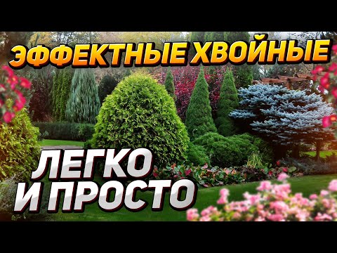 🌲 13 самых НЕПРИХОТЛИВЫХ ХВОЙНЫХ для участка (не требуют ухода)