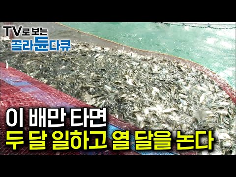 선장 하나 잘 만났다. 투망하자마자 3톤 전어떼에 돈방석 앉은 선원들｜석 달 일하고 1년 벌이 끝낸다는 가을 전어잡이｜안 팔린 전어를 다시 바다로 던지는 이유｜극한직업｜#골라듄다큐