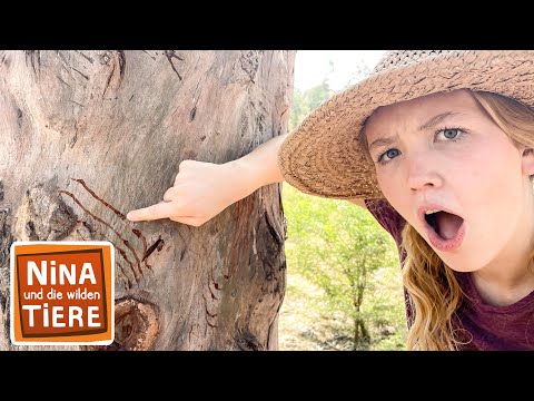 In der Rettungsstation für Lippenbären | Reportage für Kinder | Nina und die wilden Tiere