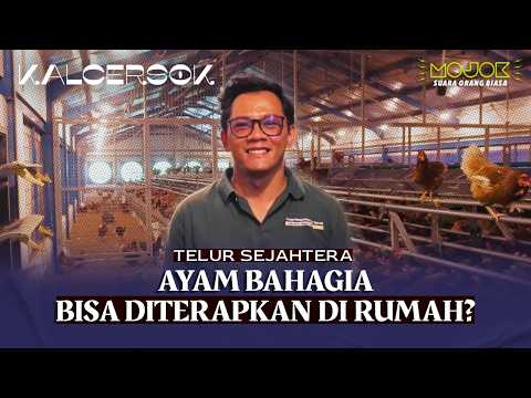 TERNAK AYAM BEBAS SANGKAR, HASILKAN TELUR SEHAT DAN AYAMNYA BAHAGIA | KALCERSOK - Agung PW