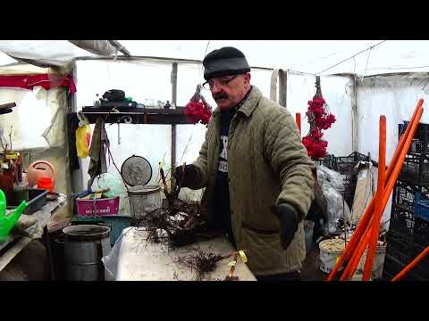 Малина: размножение "крапивкой"  - с чего и когда начинать?