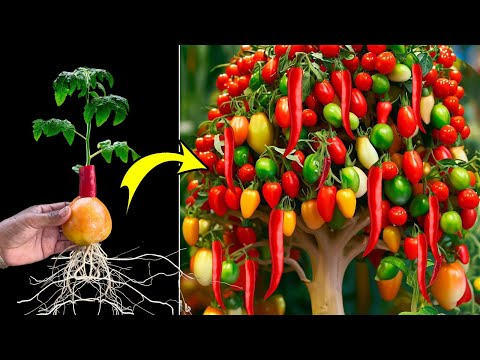 Growing Peppers with Tomatoes For garden​ at home using The weirdest technique