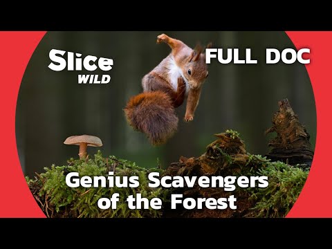 Surprising Role of Squirrels in the Ecosystem | SLICE WILD | FULL DOCUMENTARY