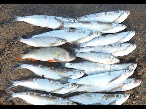 Чехонь Ловля на Резинку - Как Сделать Резинку (Оснащение Резинки - Резинка Видео)