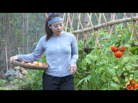 Harvest tomatoes and vegetables to sell at the market, cook rice and eggs to eat