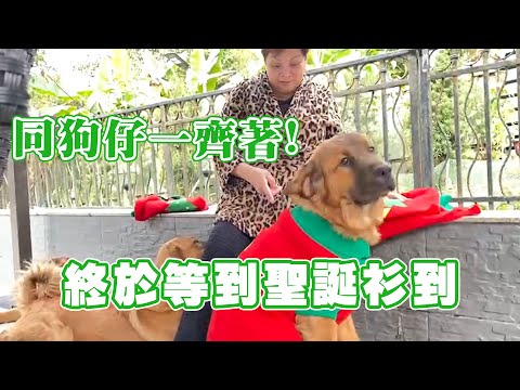 終於等到聖誕衫到 同班狗仔一齊著！