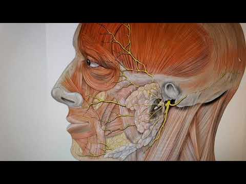 Беттік жүйкенің анатомиясы.