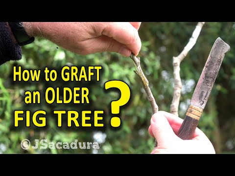 GRAFT a NEW Fig Variety to YOUR FIG TREE | Grafting FIG TREES