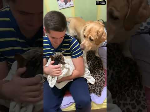 Try not to laugh! 😂 #funny #animalvideos #cute #shorts