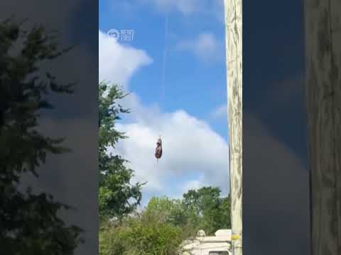 Pet Zebra Captured After Week On The Run In Tennessee | 10 News First