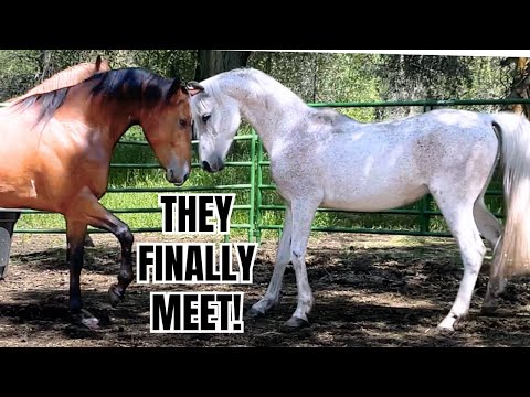 Warmblood meets Arabian horse ~ It got a little WILD!