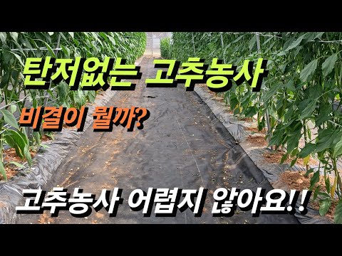 [고추재배] 탄저없는 고추농사/비결은 따로있다/고추농사 핵심공개#경북영양고추#고추농사