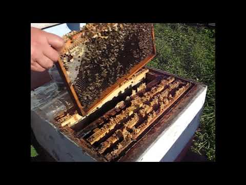 Пихтовое масло.  Заключительная диагностика