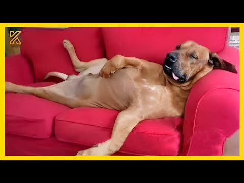 🐕🐾When God sends you a FUNNIEST Dog😅