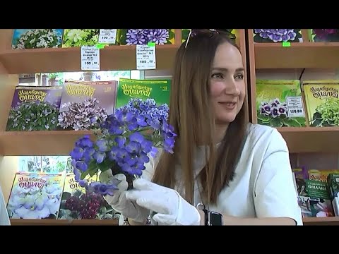 ДФ. Елена Власова: опыт выращивания сенполий