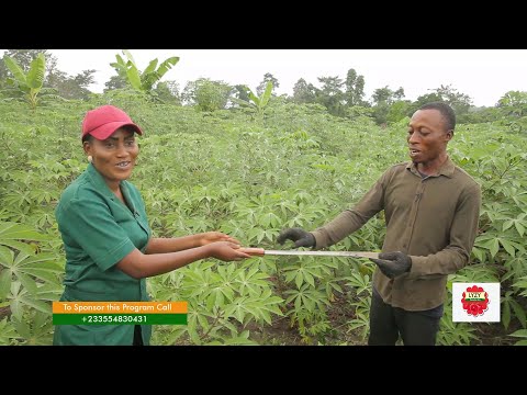 I Bought A Land Out Of My 15 Acre Cassava Farm (The Story Of Samuel... The Ghanaian Farmer Episode 8