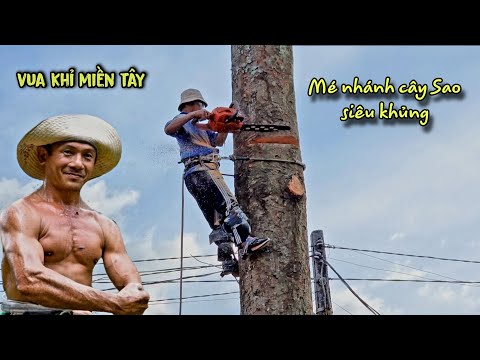 Siêu Đỉnh! Vua Khỉ Miền Tây Mé 4 Cây Sao Siêu Khủng Đình Nhơn Hòa Lai Vung. Cutting golden oak tree