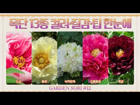 Peony Time🌿 13 Peonies You'll Want to Plant in Your Garden｜From White to Black, Key Summary by Va...