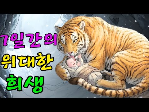 핏덩이 아기를 위해 7일을 굶은 어미 호랑이의 눈물겨운 희생
