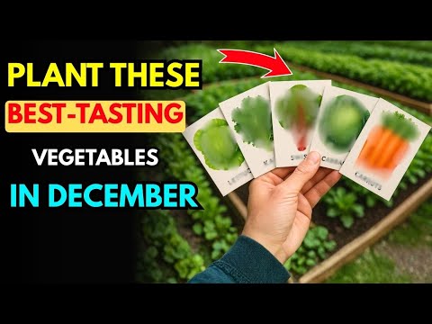 Plant These 8 Awesome Crops in December RIGHT NOW!