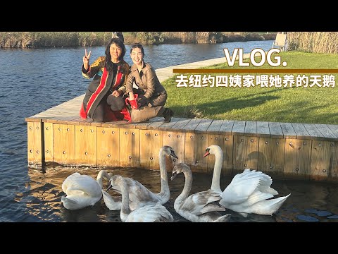 四姨有私人的天鹅和湖畔！