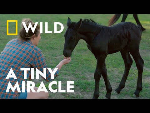 Meet Mabel, The Newborn Mini Foal | Heartland Docs | National Geographic WILD UK