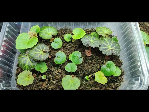 Бегония из семян. Обязательно сделайте так с сеянцами бегонии. Растут как на дрожжах без удобрений .