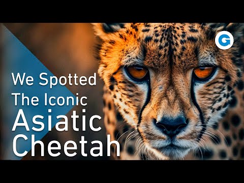 Wild Iran: Capturing the Untamed | Extra Long Documentary