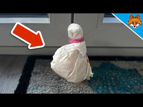 12 Papiertücher Tricks die (fast) NIEMAND kennt💥(Aber JEDER kennen sollte)🤯