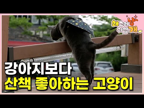 [ENG SUB] A dog-like cat who loves walks! Meet Wink, the ultimate escape artist.