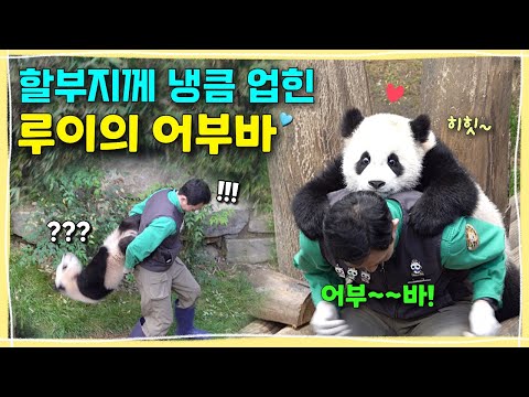 [ep.247] 모두가 놀란! 할부지께 알아서 냉큼 업힌 루이의 어부바!!💕강할부지의 루이후이가 있어서 천만다행이란 말의 진짜 의미,💚🙋🏻‍♂️ㅣ에버랜드 판다월드