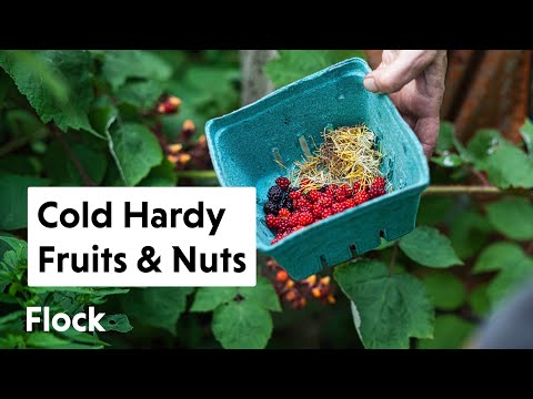 70+ COLD-HARDY Fruits, Nuts, and Ornamentals Tour — Ep. 065