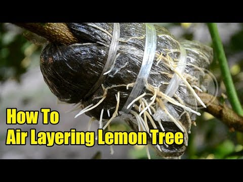 How To Air Layering Lemon Tree