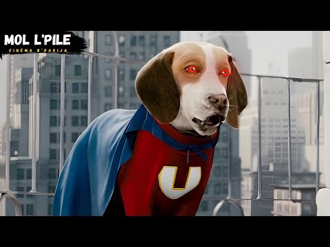 كلب شرطة يتعرض لمواد كيميائية😰 فيتحول الى كلب خارق💪🏻 ويستعمل قوتة لتحقيق العدالة ⚖️||ملخص 🎦 𝐔𝐧𝐝𝐞𝐫𝐃𝐨𝐠