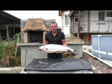 SALMON on the GRILL. SKEWERS of FISH.