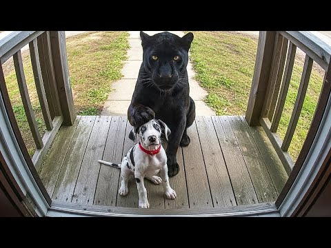 When Your Pet Brings Home a Friend