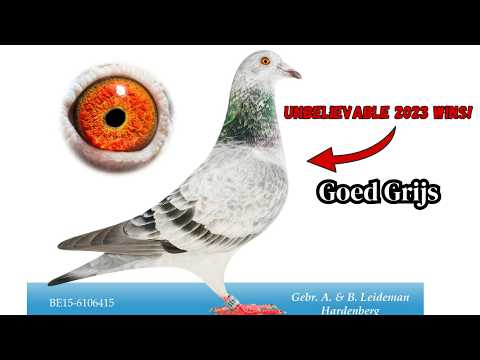 The Secret Behind the Leideman Brothers’ Pigeon Racing Success